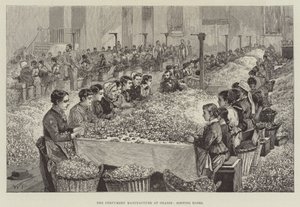 La fabrication de parfumerie à Grasse, tri des roses - Walter Paget